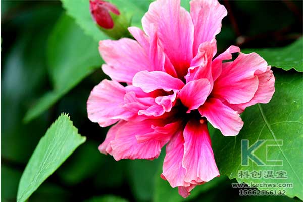 無土栽培，無土栽培技術，無土栽培設備