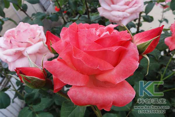 無土栽培，無土栽培技術，無土栽培設備