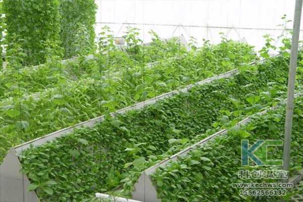 無土栽培，無土栽培技術，無土栽培設備