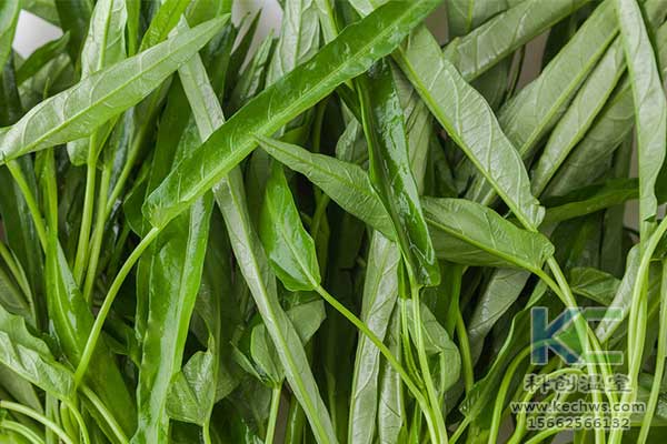 無土栽培，無土栽培技術