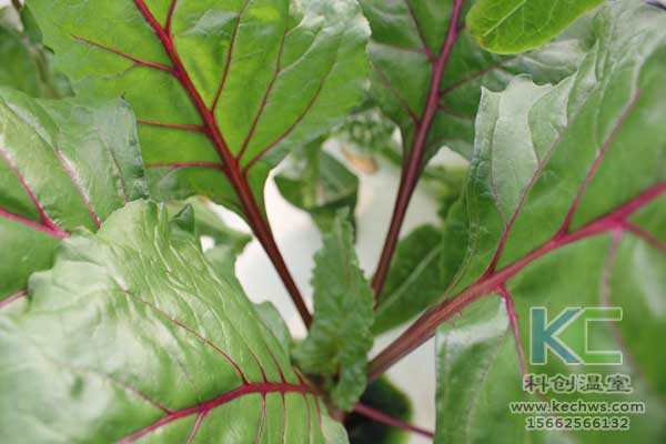 無土栽培，無土栽培技術，無土栽培設備