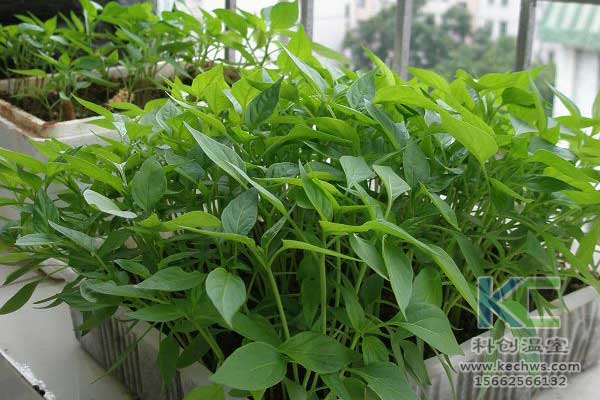 無(wú)土栽培，無(wú)土栽培技術(shù)，無(wú)土栽培設(shè)備