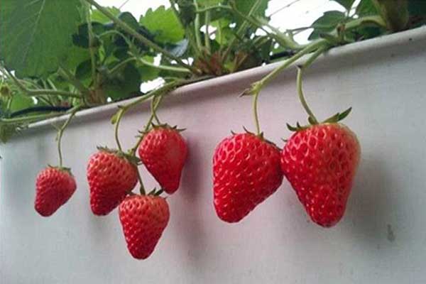 無土栽培，無土栽培技術，無土栽培設備