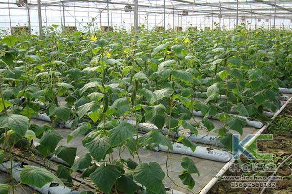 無土栽培，無土栽培技術，無土栽培設備