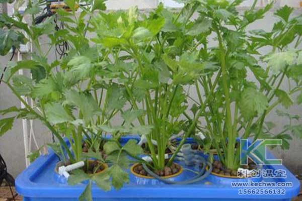 無土栽培，無土栽培技術，無土栽培設備