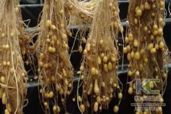 無土栽培，無土栽培技術，無土栽培設備