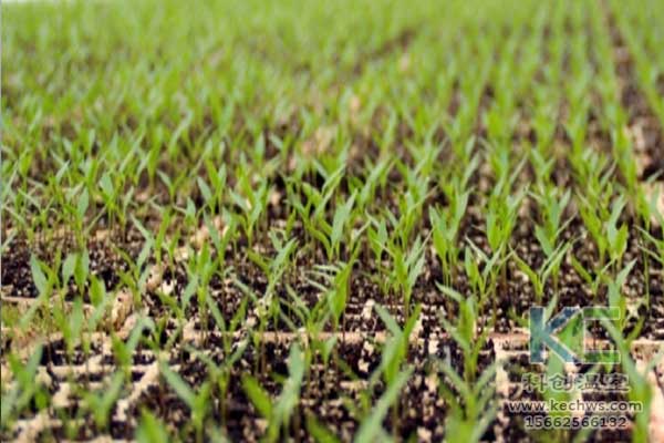 無土栽培，無土栽培技術，無土栽培設備