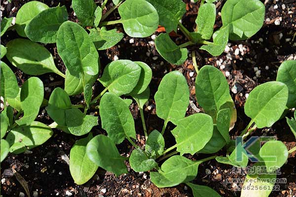 無土栽培，無土栽培技術，無土栽培設備