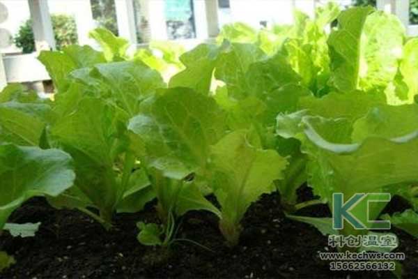 無土栽培，無土栽培技術，無土栽培設備