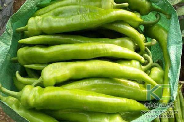 無土栽培，無土栽培技術，無土栽培設備