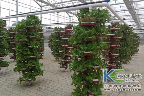 無土栽培技術,基質(zhì)栽培,水培