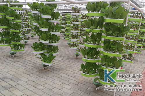 無土栽培技術,基質(zhì)栽培,水培