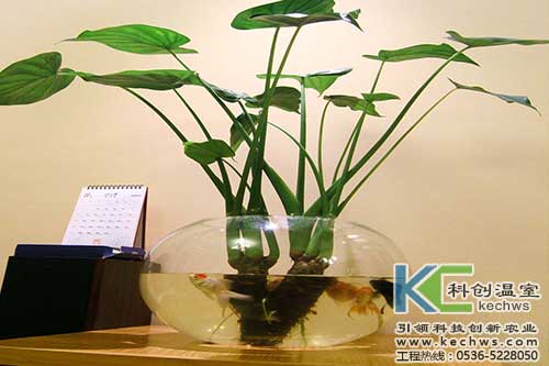 無土栽培，無土栽培技術(shù)，無土栽培設(shè)備