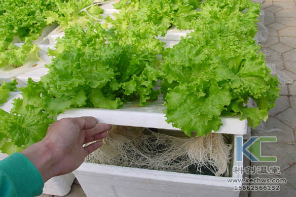 無土栽培技術，休閑農(nóng)業(yè)，無土栽培，溫室大棚