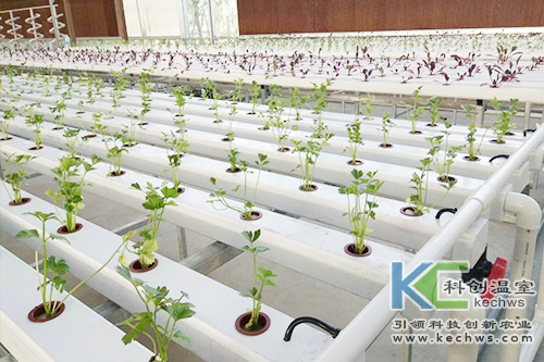 無土栽培,基質栽培,水培