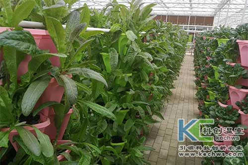無土栽培技術,基質(zhì)栽培,水培