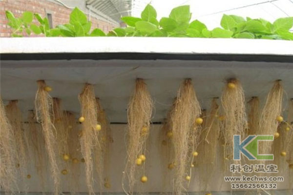 智能溫室無(wú)土栽培,無(wú)土栽培技術(shù),溫室大棚,無(wú)土栽培