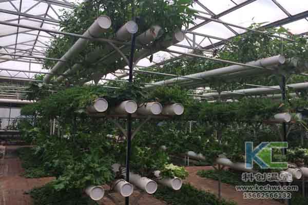 無土栽培技術，蔬菜大棚建設，溫室大棚，無土栽培