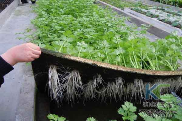無土栽培技術，溫室大棚造價，無土栽培，溫室大棚
