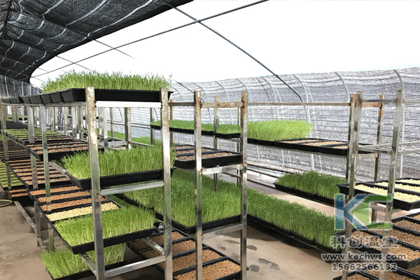 無土栽培技術(shù)，基質(zhì)栽培，水培，溫室大棚