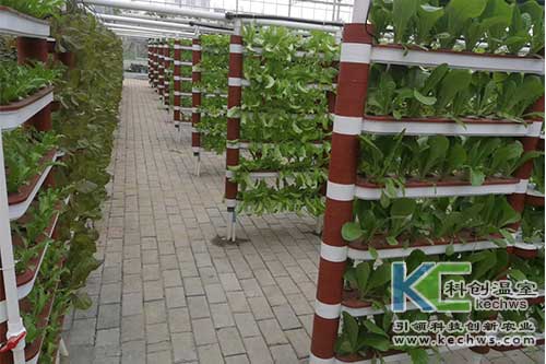 無土栽培技術,基質(zhì)栽培,水培