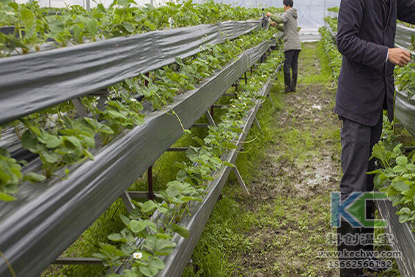 無土栽培，無土栽培技術(shù)，無土栽培設(shè)備
