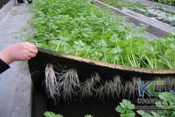 無土栽培技術，無土栽培設備，無土栽培，溫室大棚