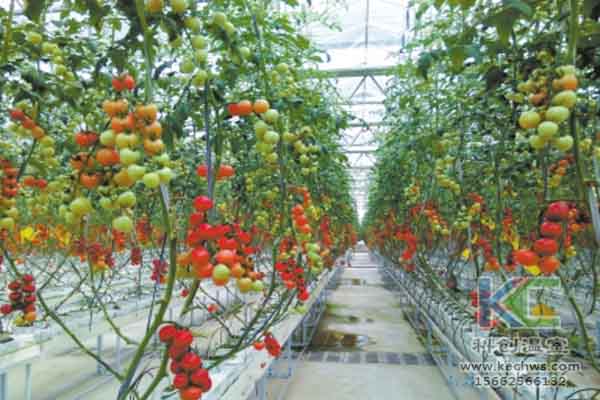 無土栽培技術(shù)，溫室大棚造價，蔬菜大棚，無土栽培