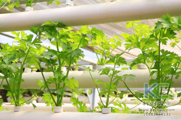 無(wú)土栽培技術(shù)，魚(yú)菜共生系統(tǒng)，無(wú)土栽培，溫室大棚