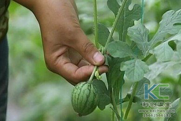 基質(zhì)栽培，無土栽培技術(shù)，無土栽培設(shè)備，溫室大棚