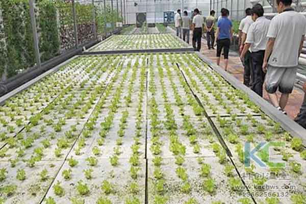 無土栽培技術，溫室大棚造價，無土栽培，溫室大棚