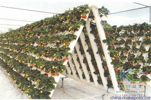 無土栽培，無土栽培技術(shù)，無土栽培設(shè)備，蔬菜栽培