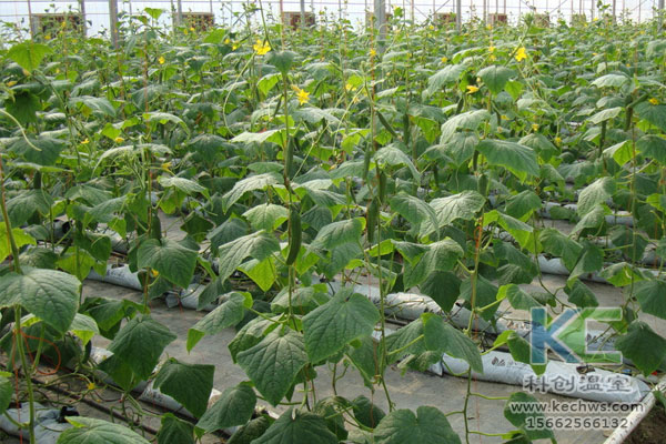 無(wú)土栽培，無(wú)土栽培技術(shù)，無(wú)土栽培設(shè)備