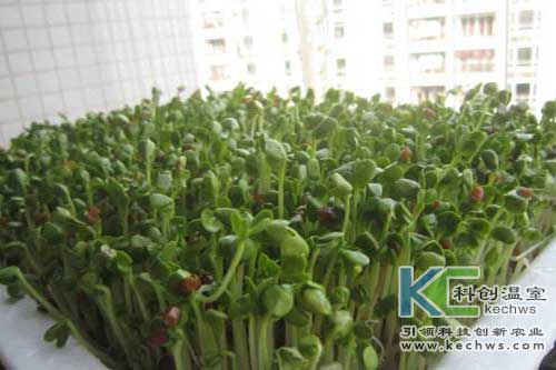 無土栽培，無土栽培技術，無土栽培設備