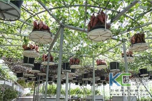 無(wú)土栽培,蔬菜,蔬菜樹(shù)