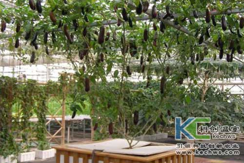 無(wú)土栽培,蔬菜,蔬菜樹(shù)