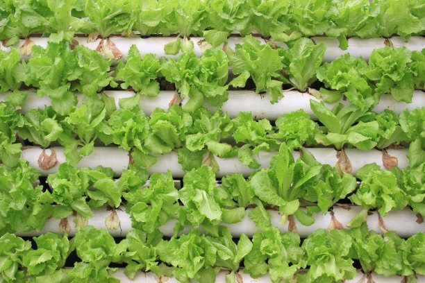 無土栽培，無土栽培技術，無土栽培設備