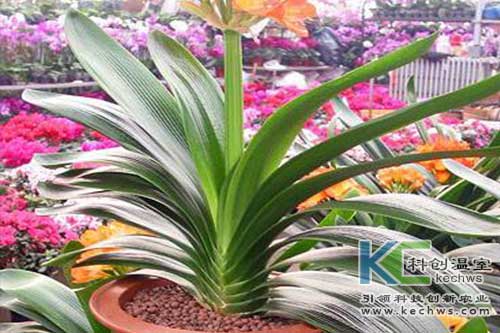 無土栽培，無土栽培技術，無土栽培設備