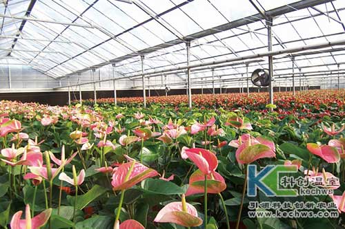 無土栽培，無土栽培技術，無土栽培設備