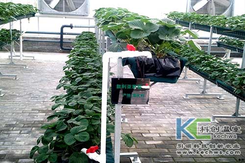 無土栽培，無土栽培技術，無土栽培設備