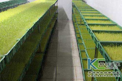 無土栽培，無土栽培技術，無土栽培設備