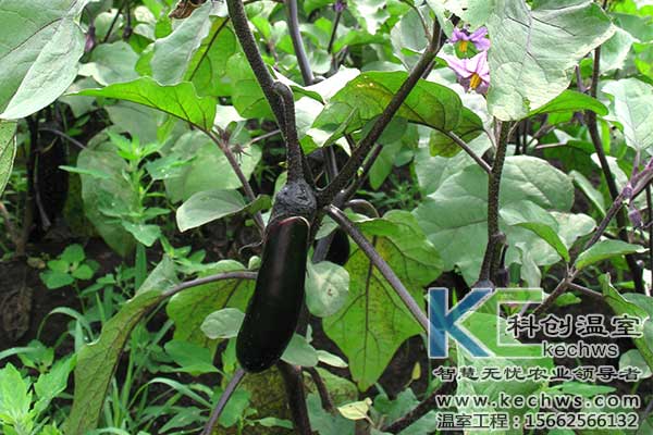 茄子,有機(jī)栽培,無(wú)土栽培
