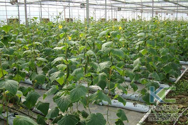 無土栽培，無土栽培技術，無土栽培設備