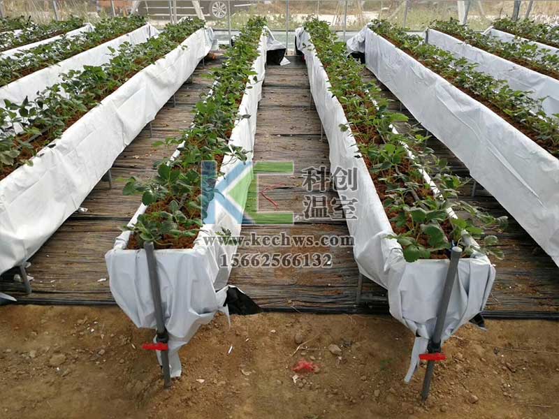 無土栽培，無土栽培技術，無土栽培設備