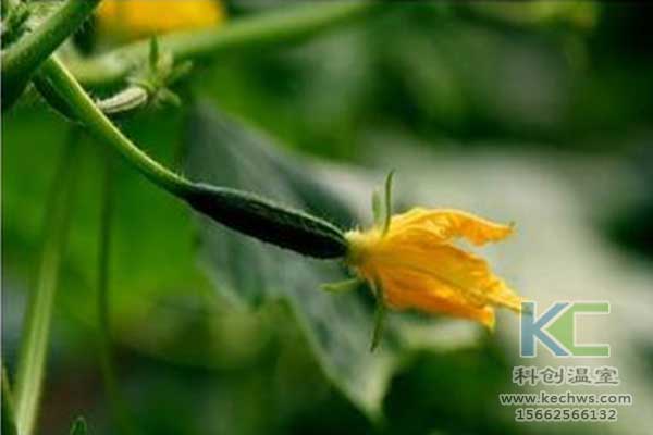 無土栽培，無土栽培技術，無土栽培設備