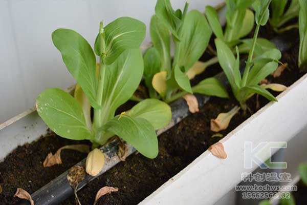 無(wú)土栽培，無(wú)土栽培技術(shù)，無(wú)土栽培設(shè)備