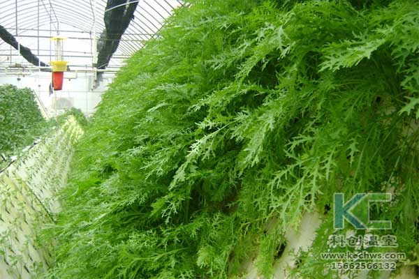 無(wú)土栽培，無(wú)土栽培技術(shù)，無(wú)土栽培設(shè)備