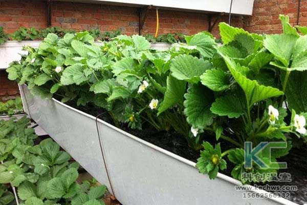 無(wú)土栽培，無(wú)土栽培技術(shù)，無(wú)土栽培設(shè)備