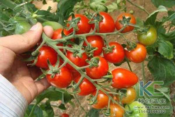 無土栽培，無土栽培技術(shù)，無土栽培設(shè)備