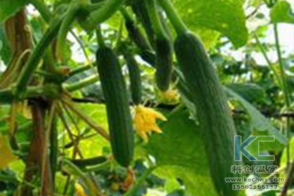 無土栽培，無土栽培技術，無土栽培設備